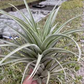 Tillandsia roseoscapa thick leaf form