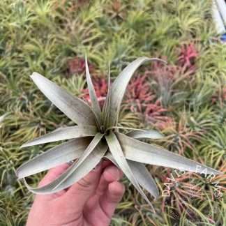 Tillandsia sphaerocephala