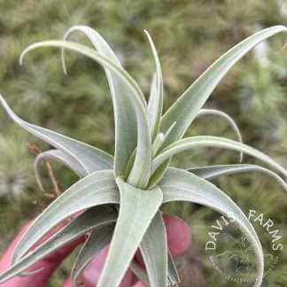 Tillandsia streptocarpa Fat Boy