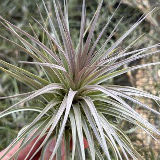 Tillandsia stricta Pink Star