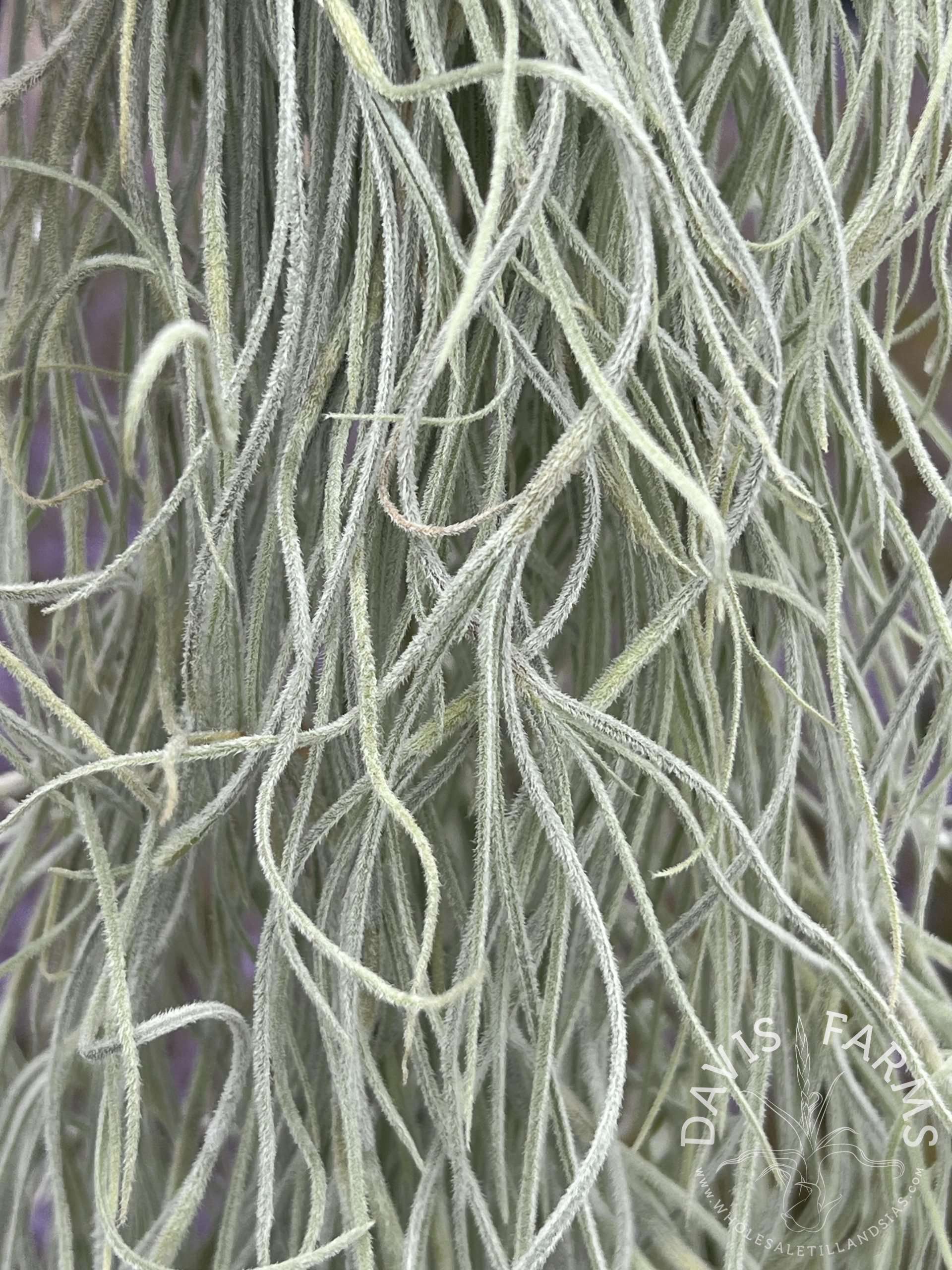 Tillandsia usneoides Thick Straight Form air plant