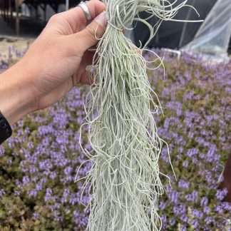 Tillandsia usneoides Thick Straight Form