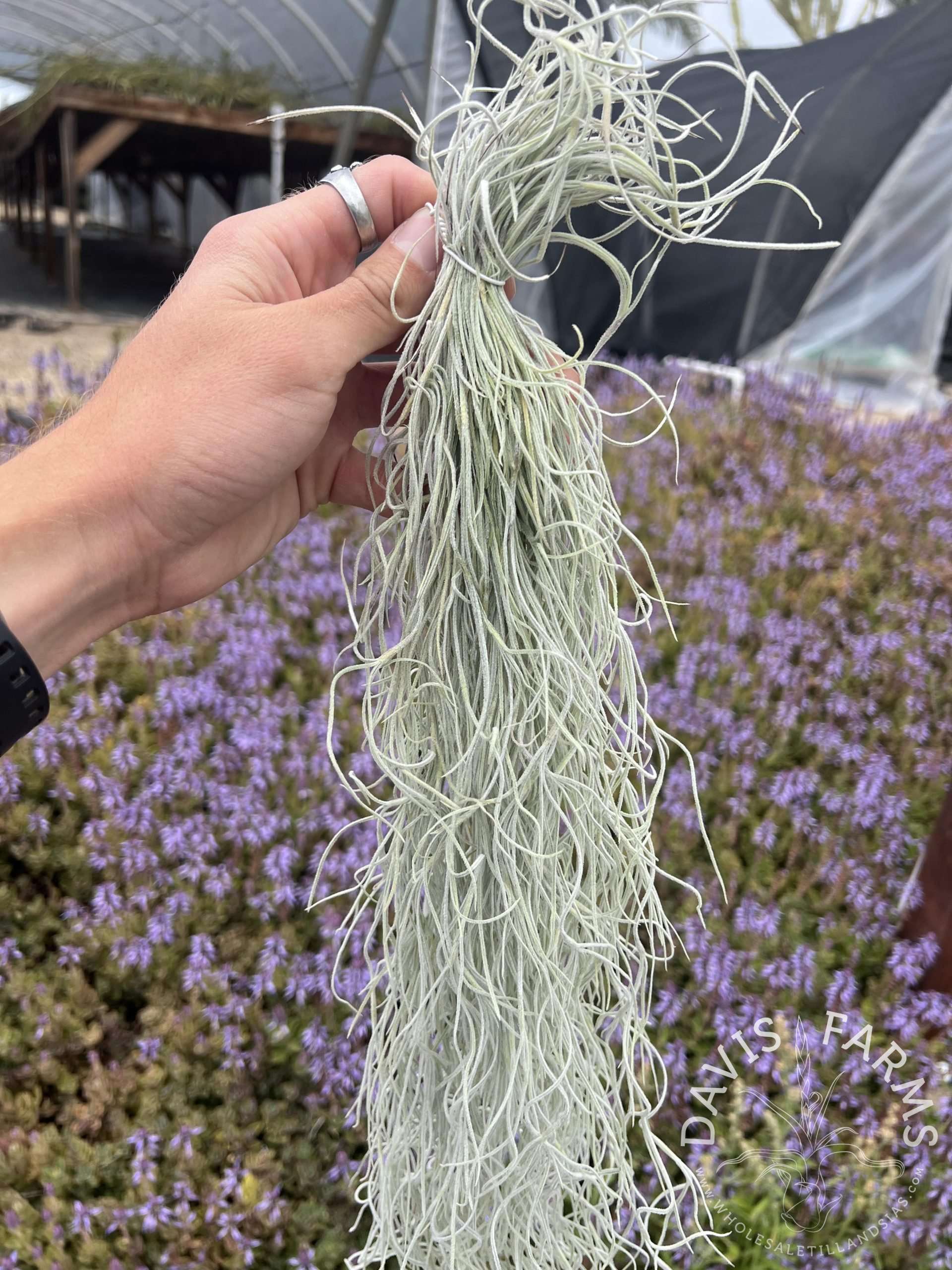 Tillandsia usneoides Thick Straight Form