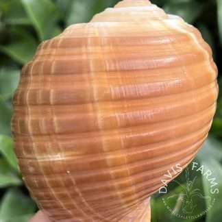Tonna cepa Seashell