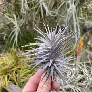 Tillandsia aeranthos nigra large