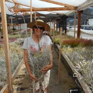 Tillandsia albida large form