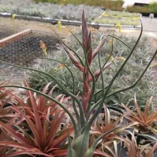 Tillandsia butzii Silver- IN BLOOM