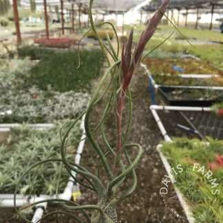 Tillandsia butzii- IN BLOOM