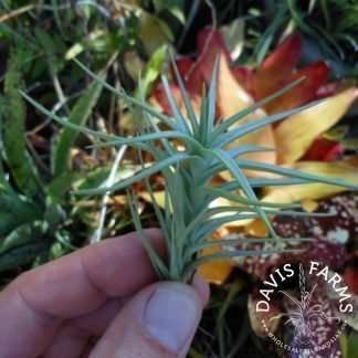 Tillandsia cocoensis