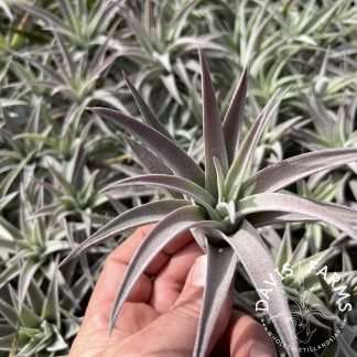 Tillandsia hondurensis