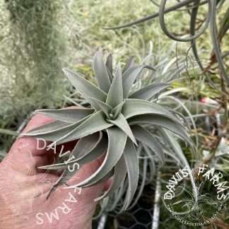 Tillandsia edithae large green form