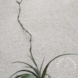 flexuosa North bloom