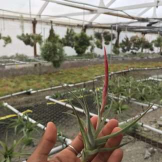 Tillandsia glabrior- IN BLOOM