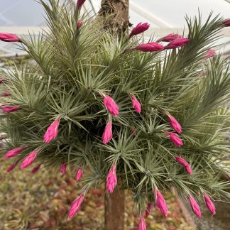 Tillandsia araujei purple star