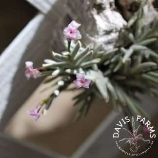 Tillandsia capillaris Rose Flower