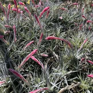 Tillandsia Ed Doherty - aeranthos x leonamiana