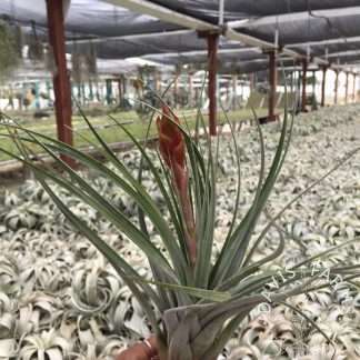 Tillandsia fasciculata- IN BLOOM