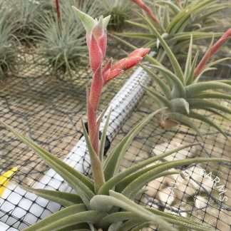 Tillandsia latifolia vivipara type 2- IN BLOOM