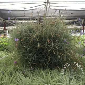 mallemontii xl clump 3