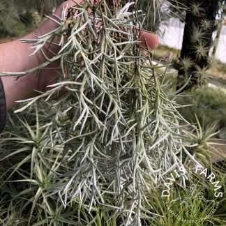 Tillandsia mollis