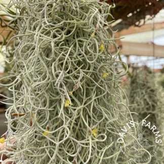 Tillandsia usneoides curly orange flower form
