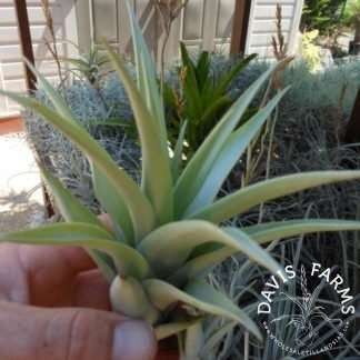Tillandsia secunda var. vivipara