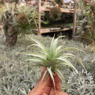 Tillandsia lautneri seedling