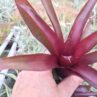 Tillandsia somnians