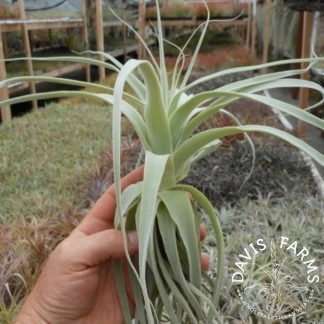 Tillandsia straminea thick leaf form