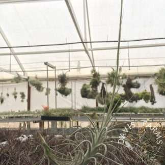 tectorum caulescent in bloom 2
