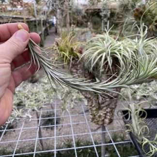 Tillandsia tenuifolia Silver Comb