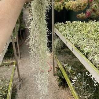 Tillandsia usneoides thick form medium clump